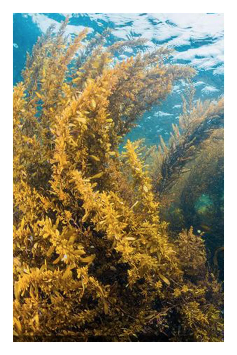 Acanthophyllum Extract