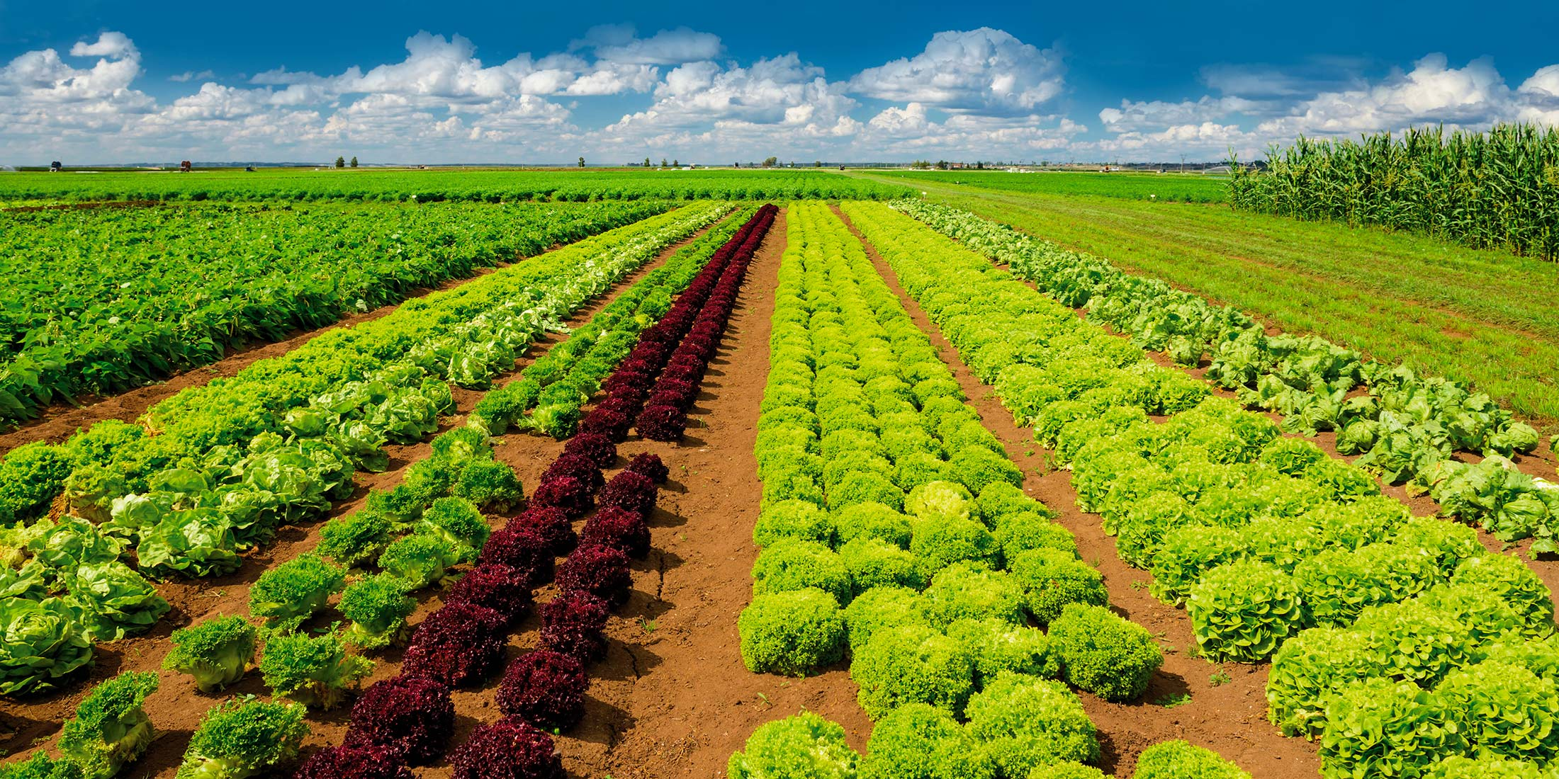 Vietnam's Top Agricultural Company Delegation Visits Shandong Metakel Biotechnology Co., LTD